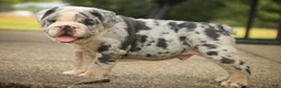 English Bulldog dogs for sale: Seth English Bulldog  - Ad 11