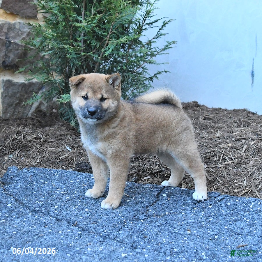 Shiba Inu dogs Sheriff - Ad 1