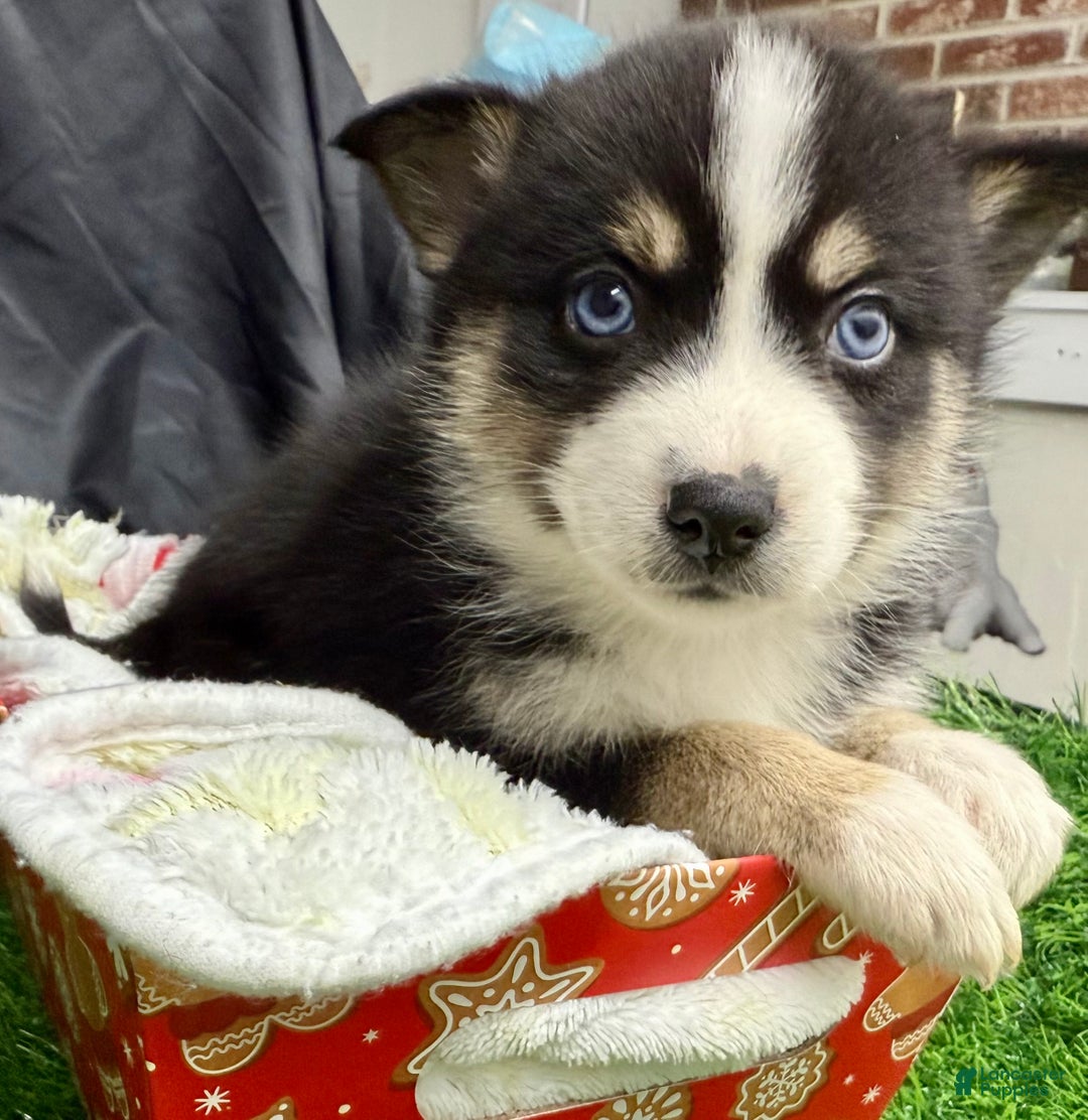 Mixed Breed dogs for sale: Holly - Ad 5