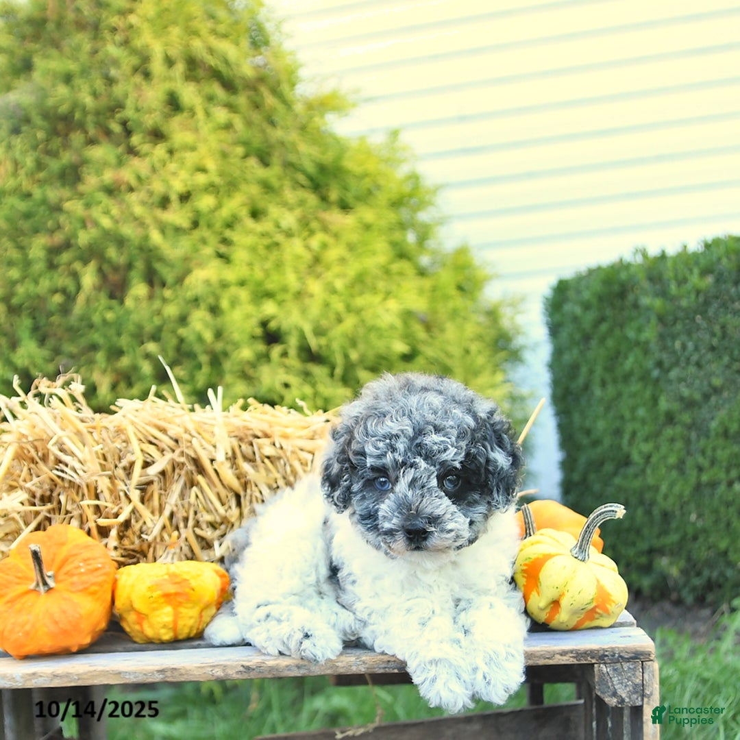 Havapoo dogs for sale: Princess EXTRA SMALL - Ad 10