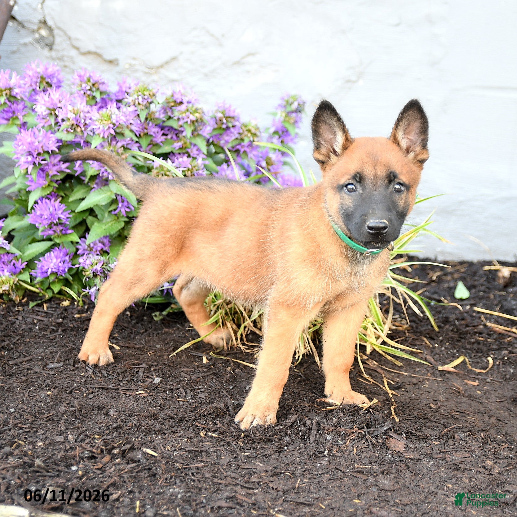 Belgian Malinois dogs Zara - Ad 1