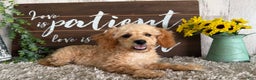 Maltipoo dogs for sale: Eldo - Ad 5