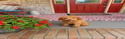 Mixed Breed dogs for sale: Taco - Ad 4