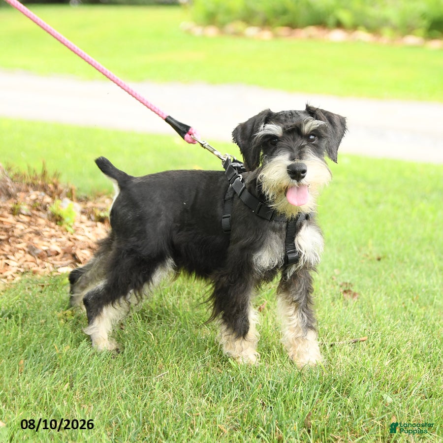 Miniature Schnauzer dogs Gavin - Ad 2