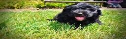 Havapoo dogs for sale: Isabella - Ad 10