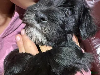 Miniature Schnauzer dogs Chloe - Ad 30