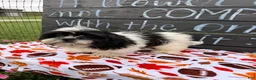 Shih Tzu dogs for sale: Shane Shih Tzu  - Ad 9