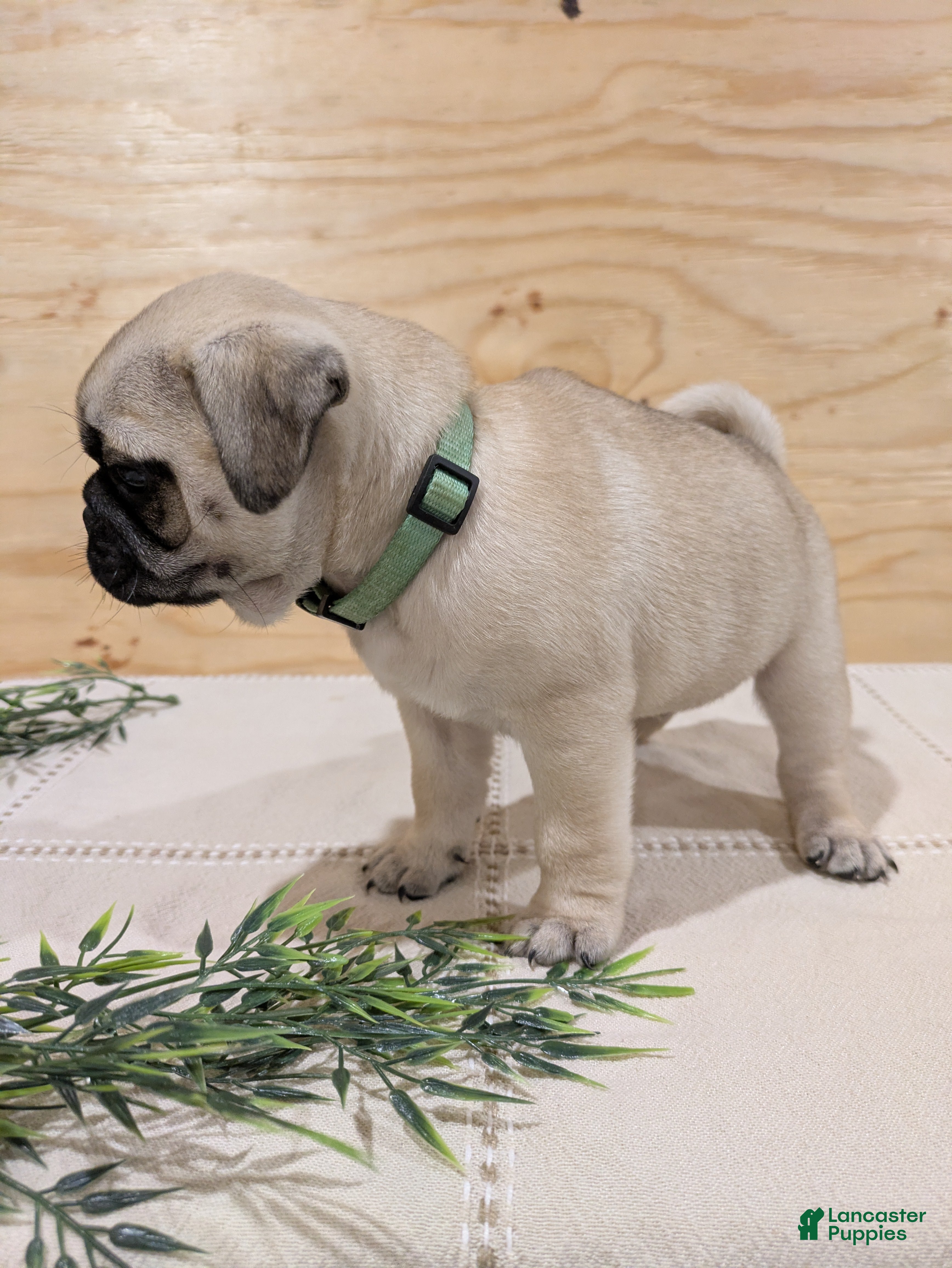 Pug dogs Laker - Ad 2