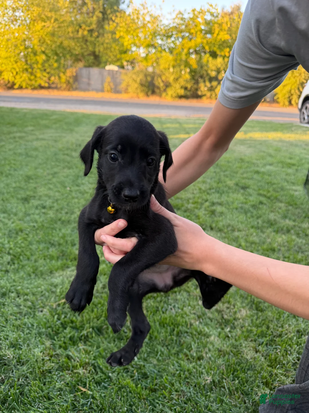 Mixed Breed dogs for sale: Doberdoodle 6 - Ad 2