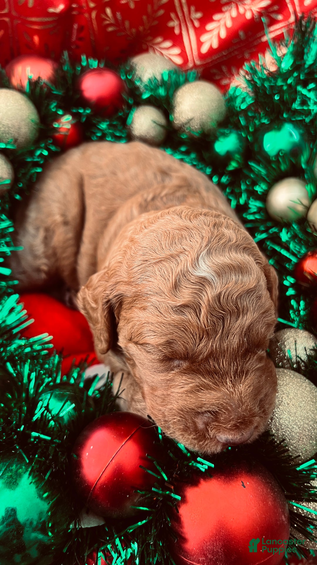 Goldendoodle dogs for sale: Luv – Apricot Medium Goldendoodle (F) – Service Dog Temperament Candidate - Ad 10