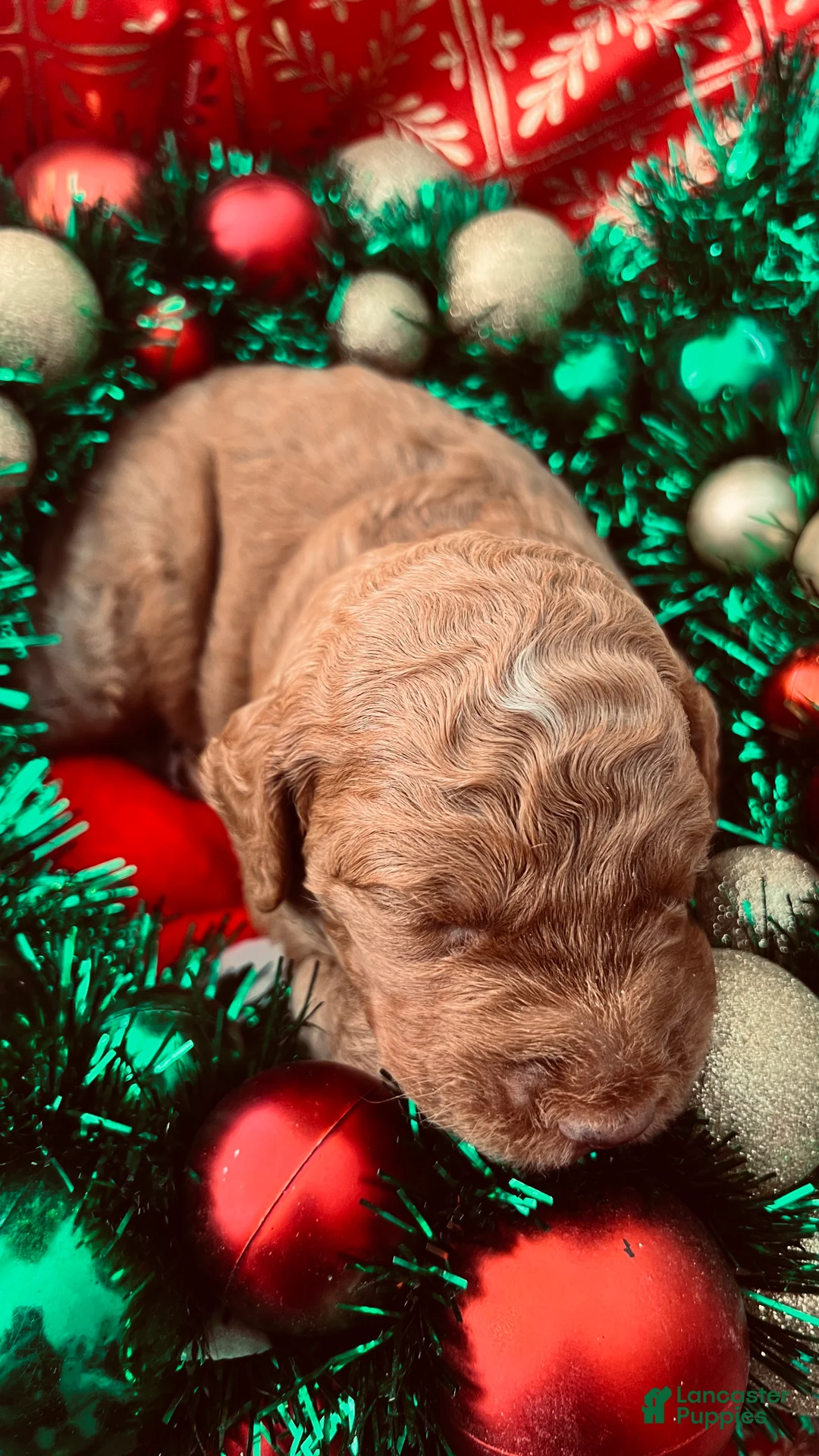 Goldendoodle dogs for sale: Luv – Apricot Medium Goldendoodle (F) – Service Dog Temperament Candidate - Ad 10