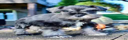 Miniature Schnauzer dogs for sale: Teddy Male AKC Mini Schnauzer - Ad 5