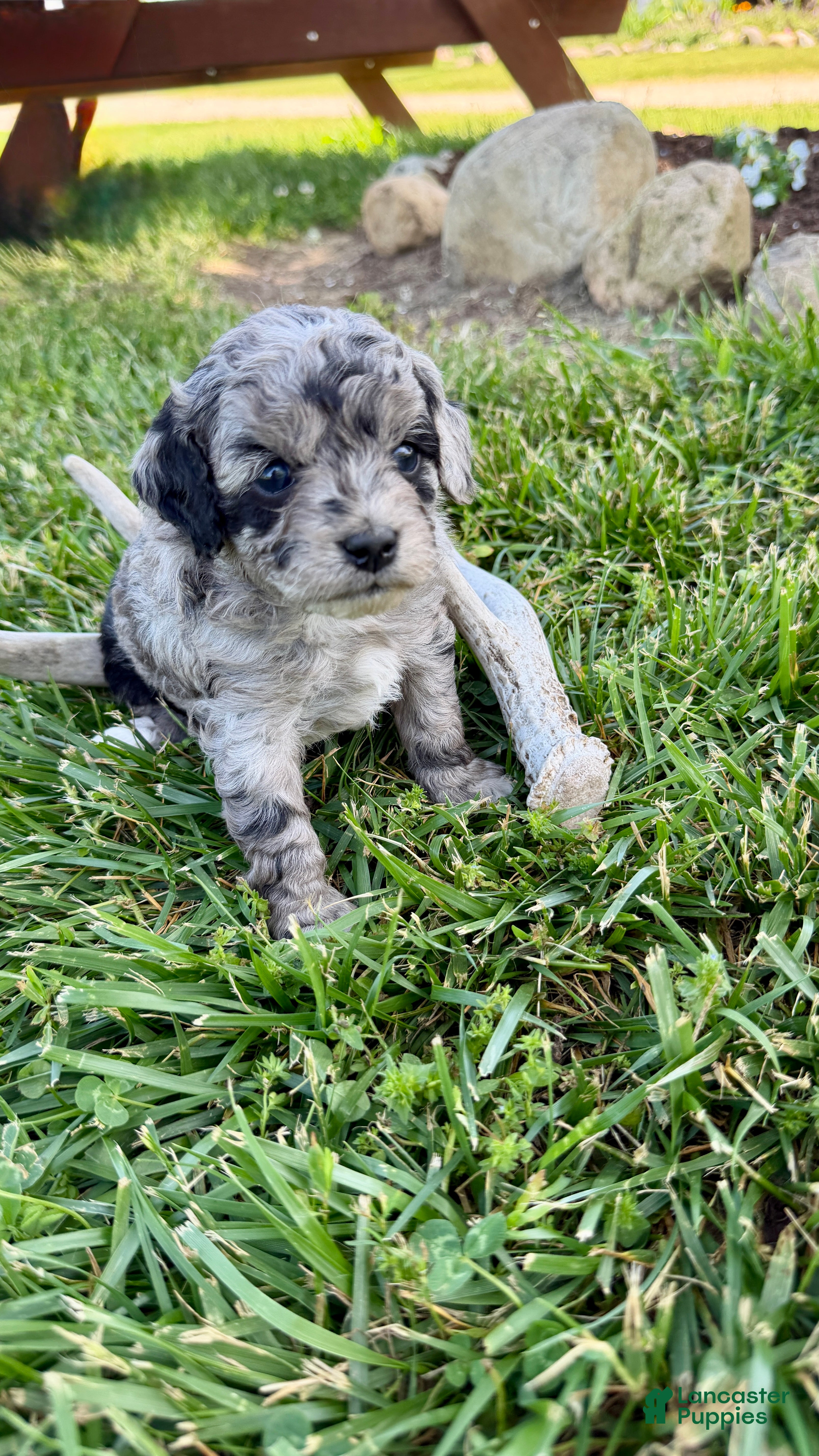 Cavapoo dogs Zoey - Ad 23