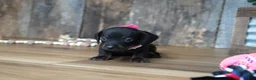 Miniature Dachshund dogs for sale: Ally - Ad 4