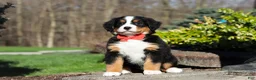 Bernese Mountain Dog dogs for sale: Nala - Ad 4