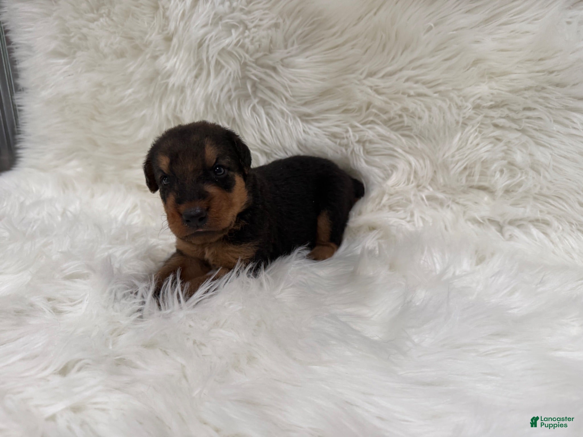 Airedale Terrier dogs AKC Zander Airedale Terrier 1 - Ad 2