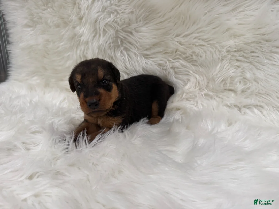 Airedale Terrier dogs for sale: AKC Zander Airedale Terrier 1 - Ad 2