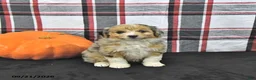 Mini Aussiedoodle dogs for sale: Dayci - Ad 3