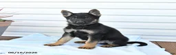 German Shepherd dogs for sale: Cooper - Ad 3