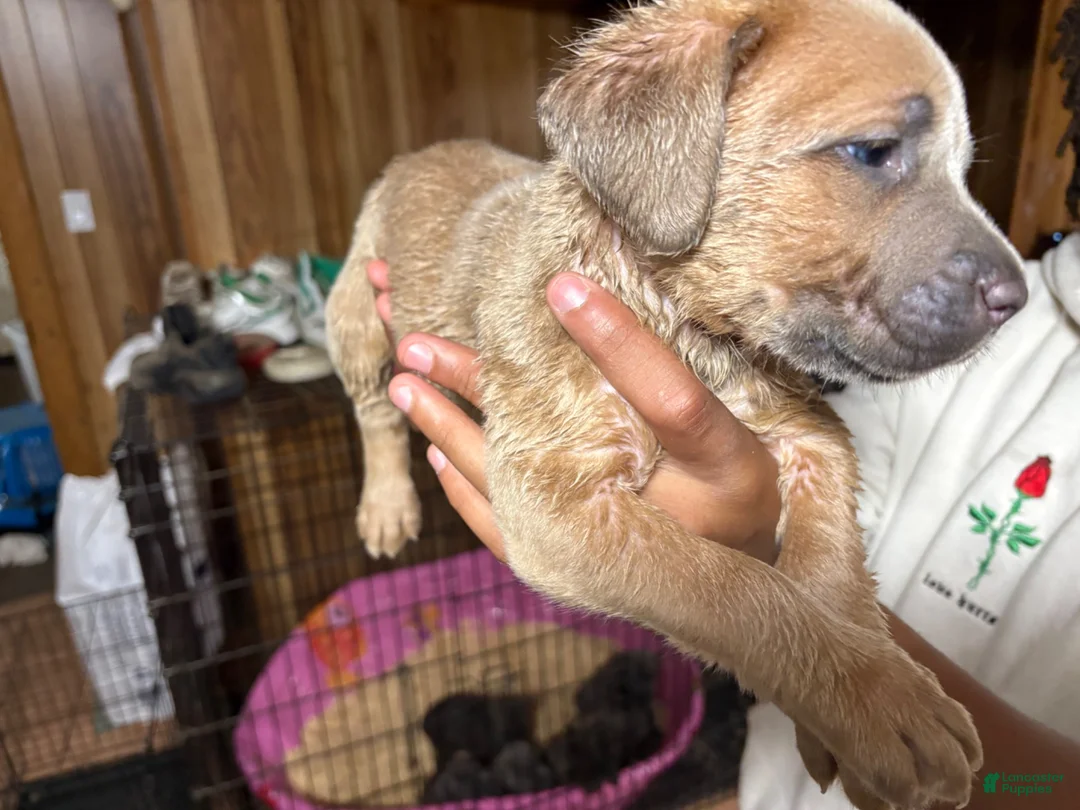 Cane Corso dogs for sale: Cane Corso 1 - Ad 1