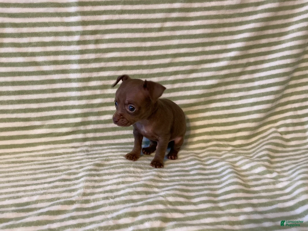 Chihuahua dogs for sale: Rio - Ad 3