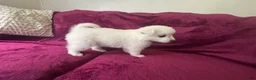 American Eskimo dogs for sale: Kiah - Ad 5