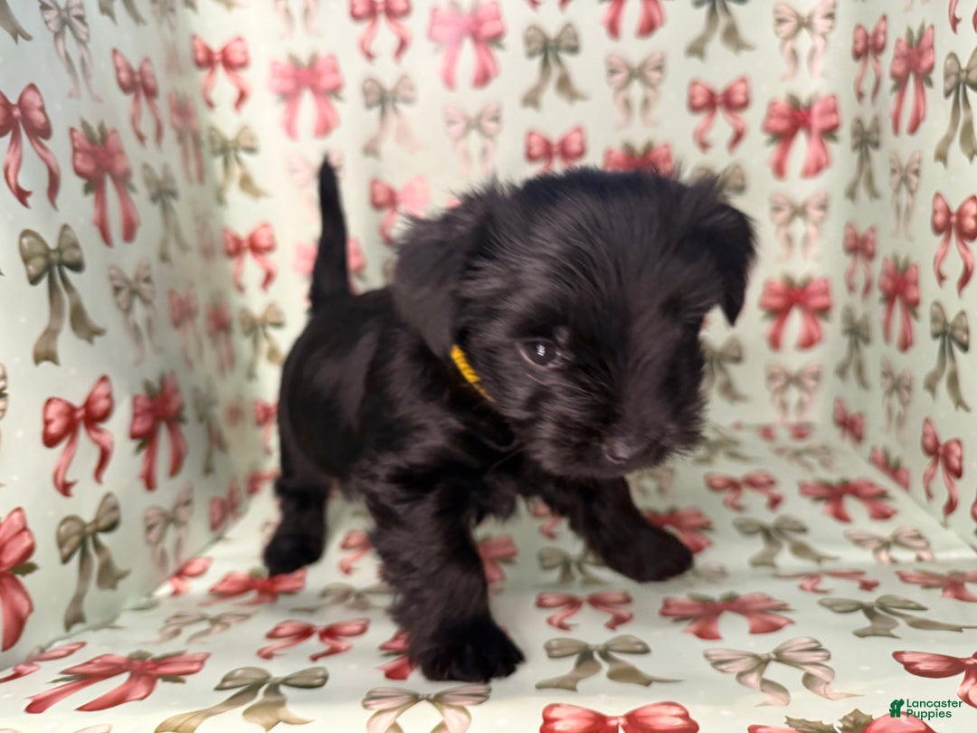 Yorkshire Terrier dogs for sale: Pooh - Ad 5