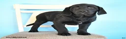 Labrador Retriever dogs for sale: Pansy - Ad 4