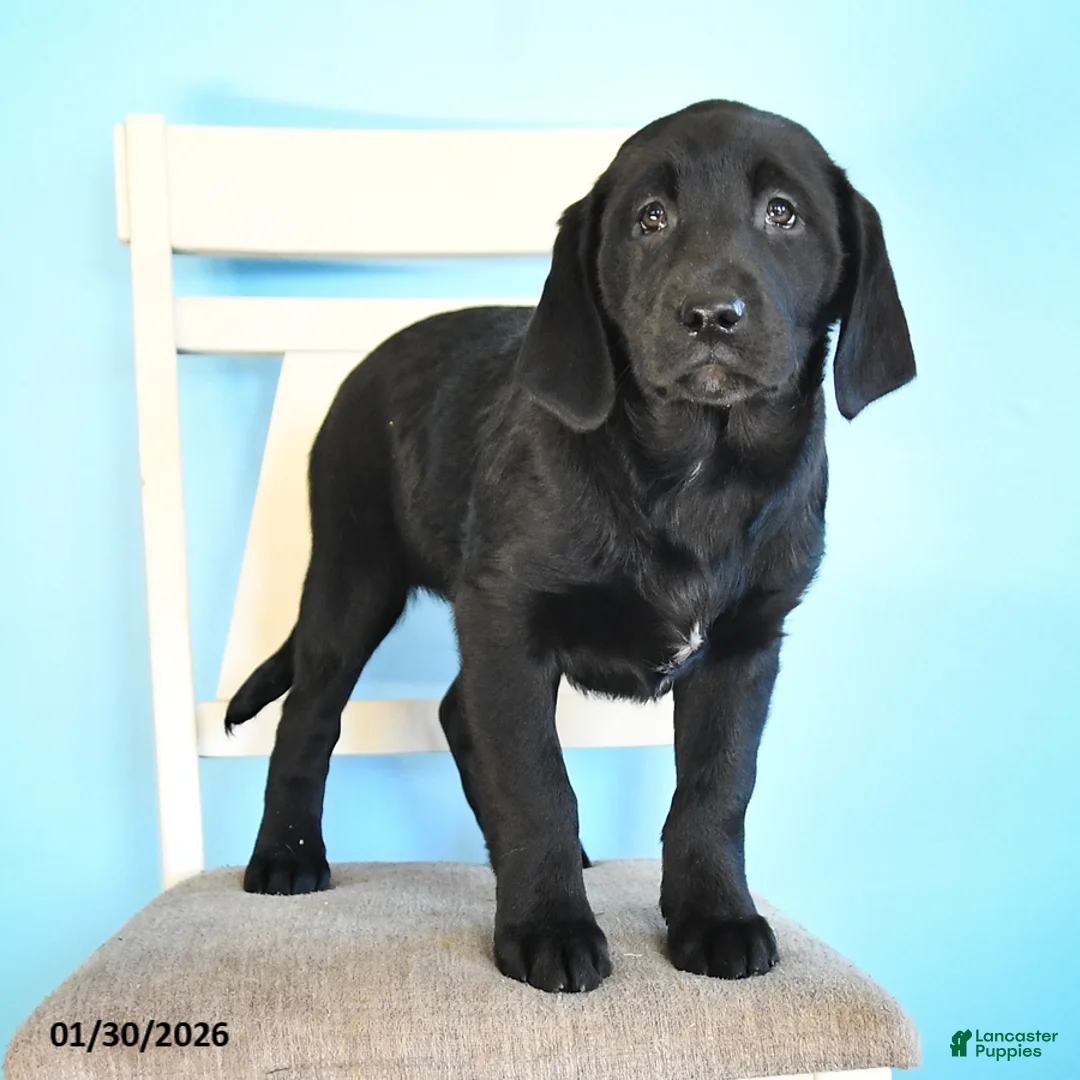 Labrador Retriever dogs for sale: Pansy - Ad 4