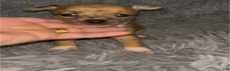 Chiweenie dogs for sale: Mai Tai  - Ad 2
