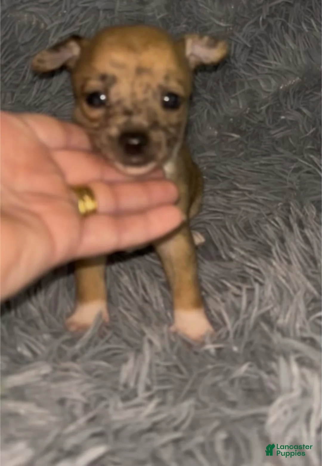 Chiweenie dogs for sale: Mai Tai  - Ad 2