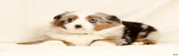 Miniature Australian Shepherd dogs for sale: Emmy - Ad 8
