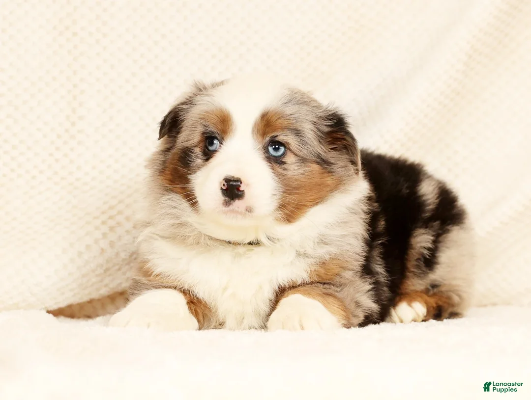 Miniature Australian Shepherd dogs for sale: Emmy - Ad 8