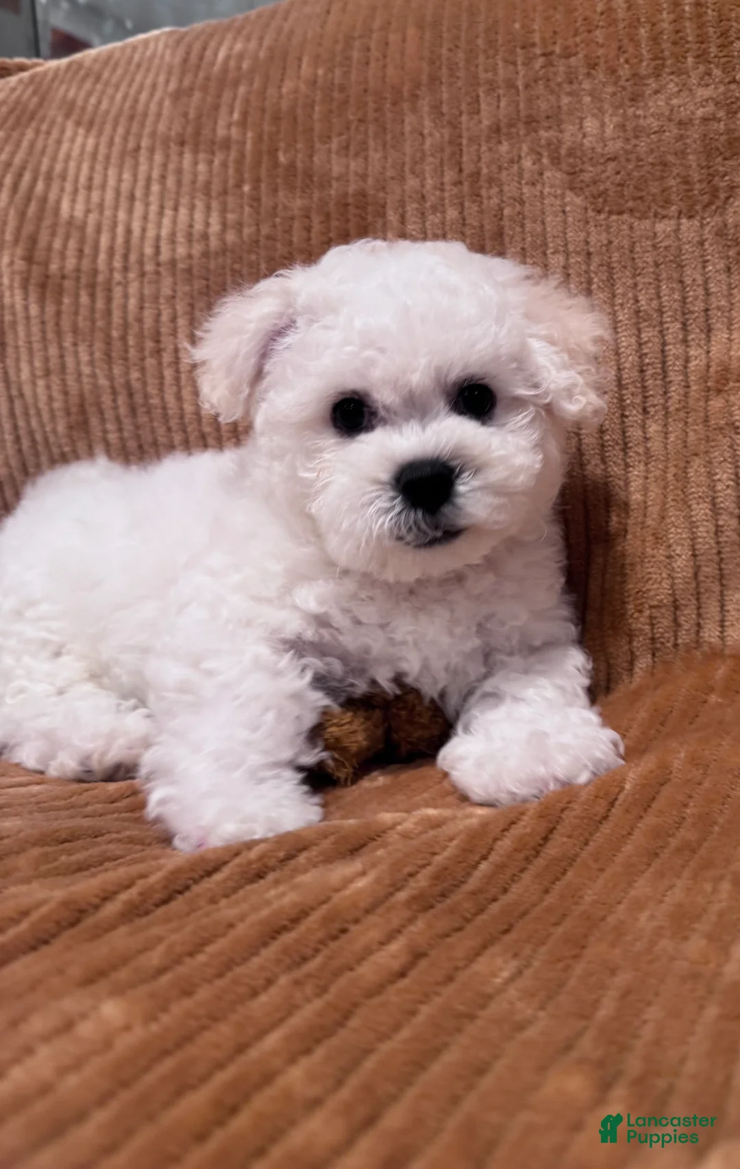 Bichon Frise dogs for sale: Baby boy 2 - Ad 1