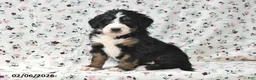 Bernedoodle dogs for sale: Kyla - Ad 4