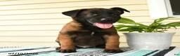 Belgian Malinois dogs for sale: Kwame - Ad 5