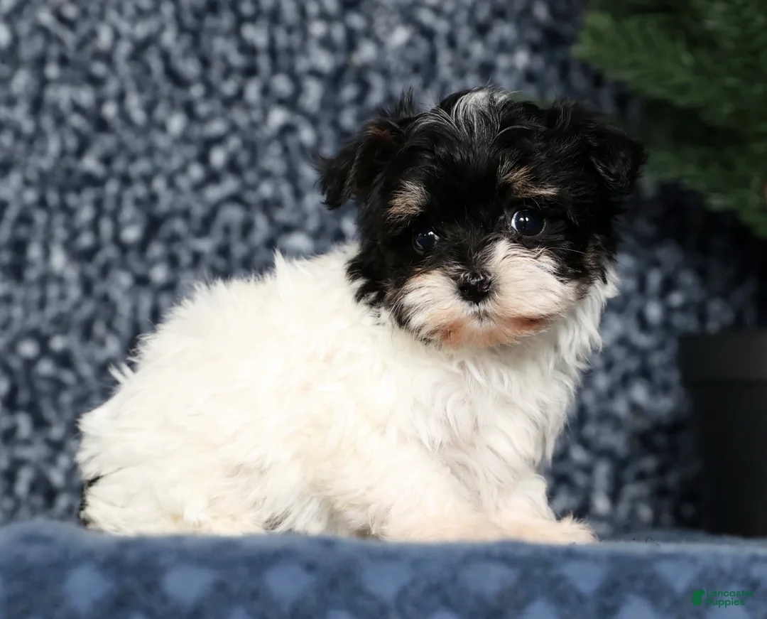 Havapoo dogs for sale: Jenna - Ad 5