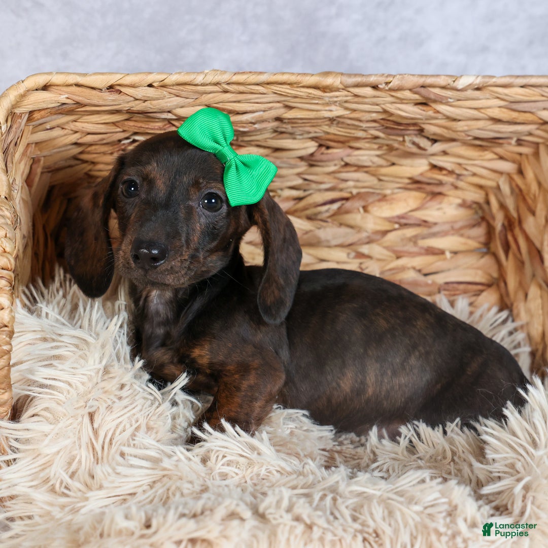Miniature Dachshund dogs for sale: Fletcher - Ad 13