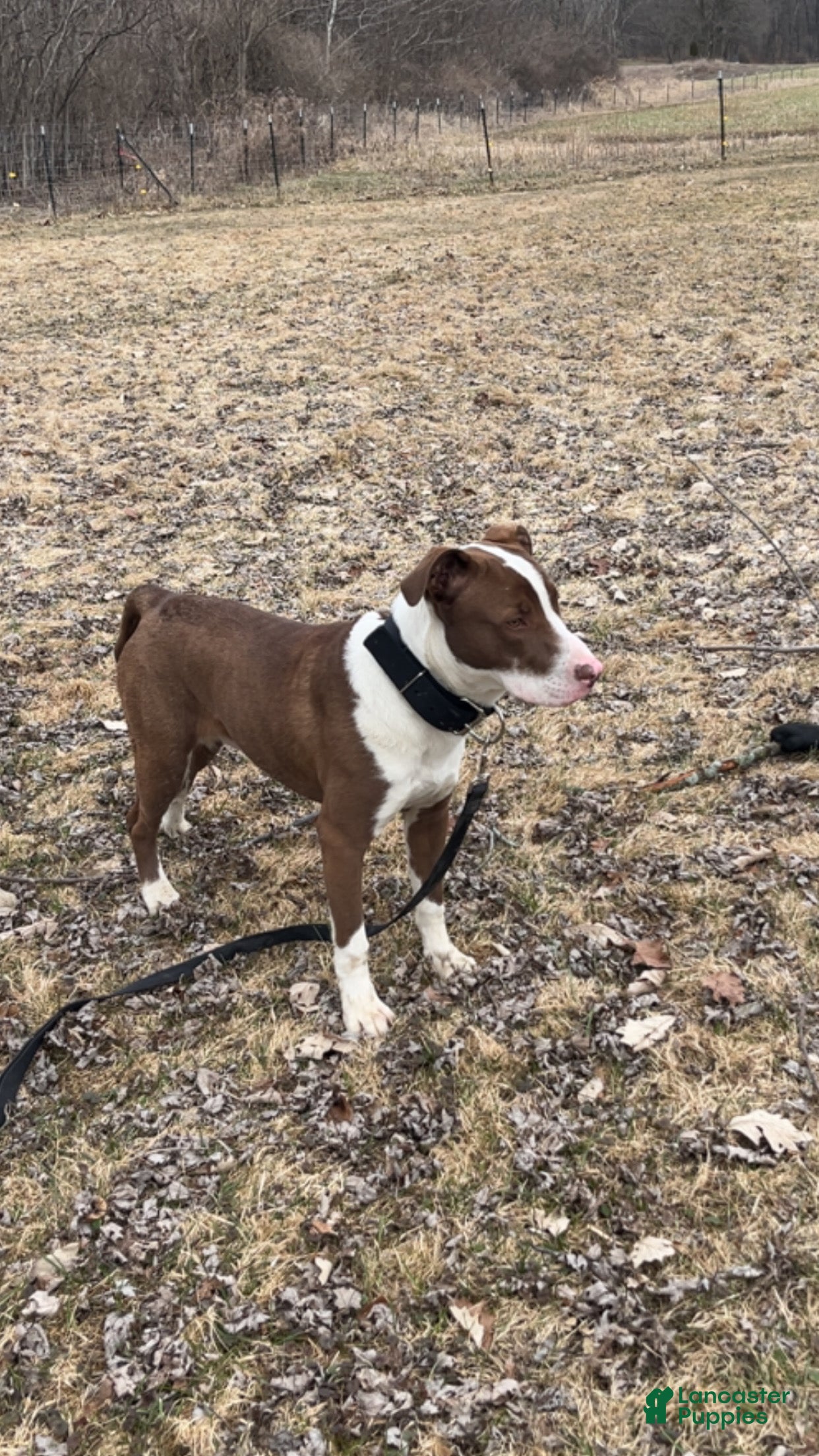 American Pit Bull Terrier dogs American Pit Bull Terrier Puppy 1 - Ad 17