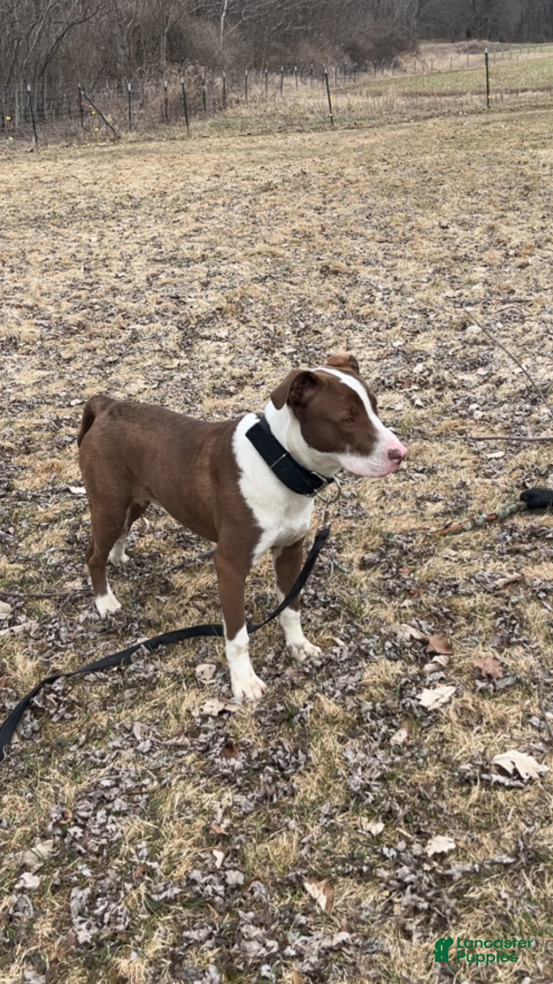 American Pit Bull Terrier dogs for sale: American Pit Bull Terrier Puppy 1 - Ad 1