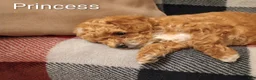 Toy Poodle dogs for sale: Carmella - Ad 9
