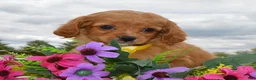 Cavapoo dogs for sale: Charlie - Ad 9