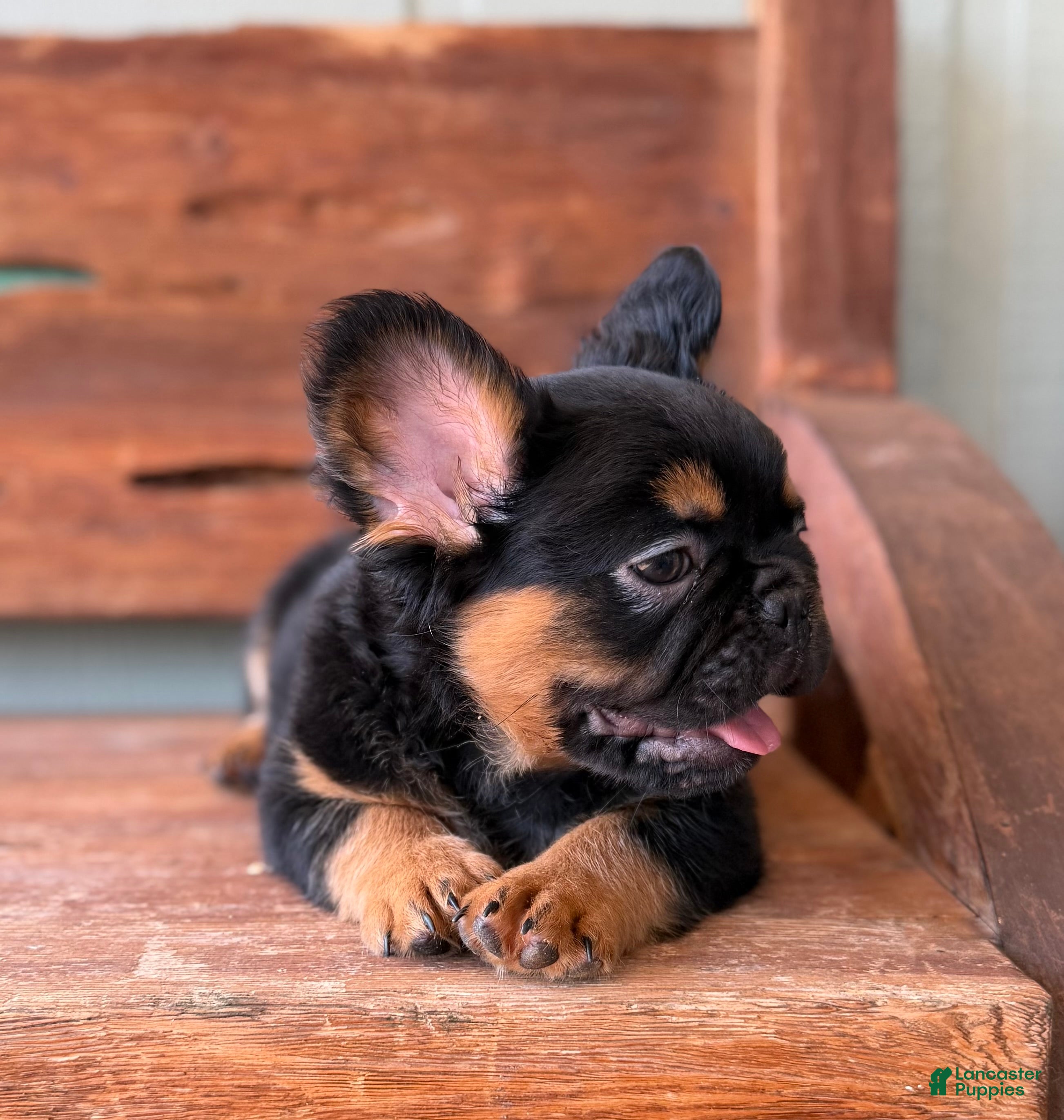French Bulldog dogs Bear - Ad 2