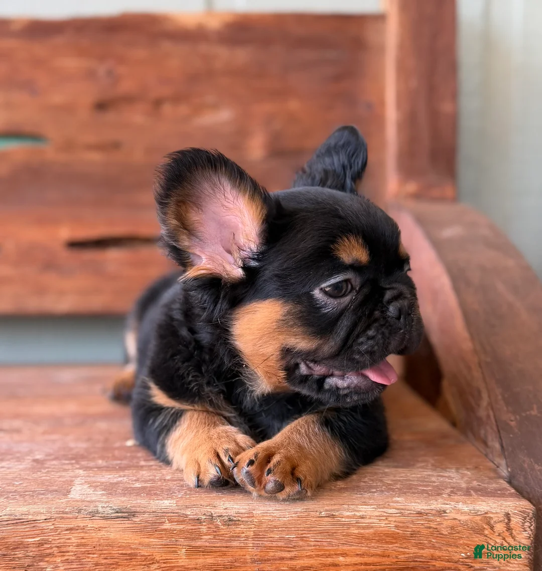 French Bulldog dogs for sale: Bear - Ad 2