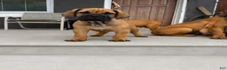South African Boerboels dogs for sale: LGK TANK  - Ad 5