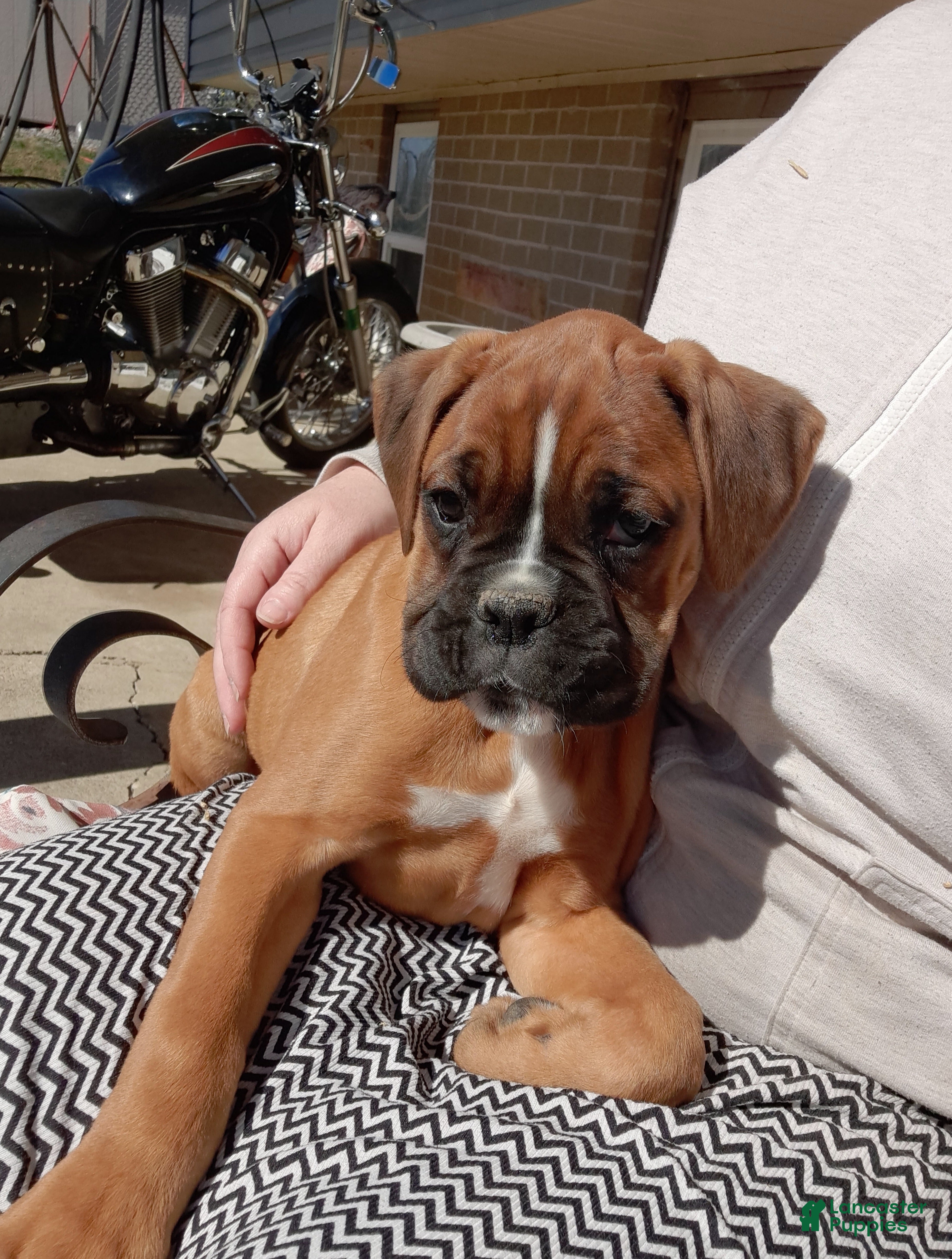 Boxer dogs Renley - Ad 1