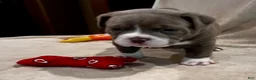 American Pit Bull Terrier dogs for sale: American Pit Bull Terrier Puppy 2 - Ad 4