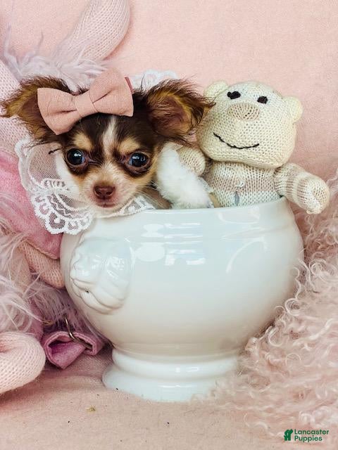 Chihuahua dogs Chihuahua Puppy 1 - Ad 3