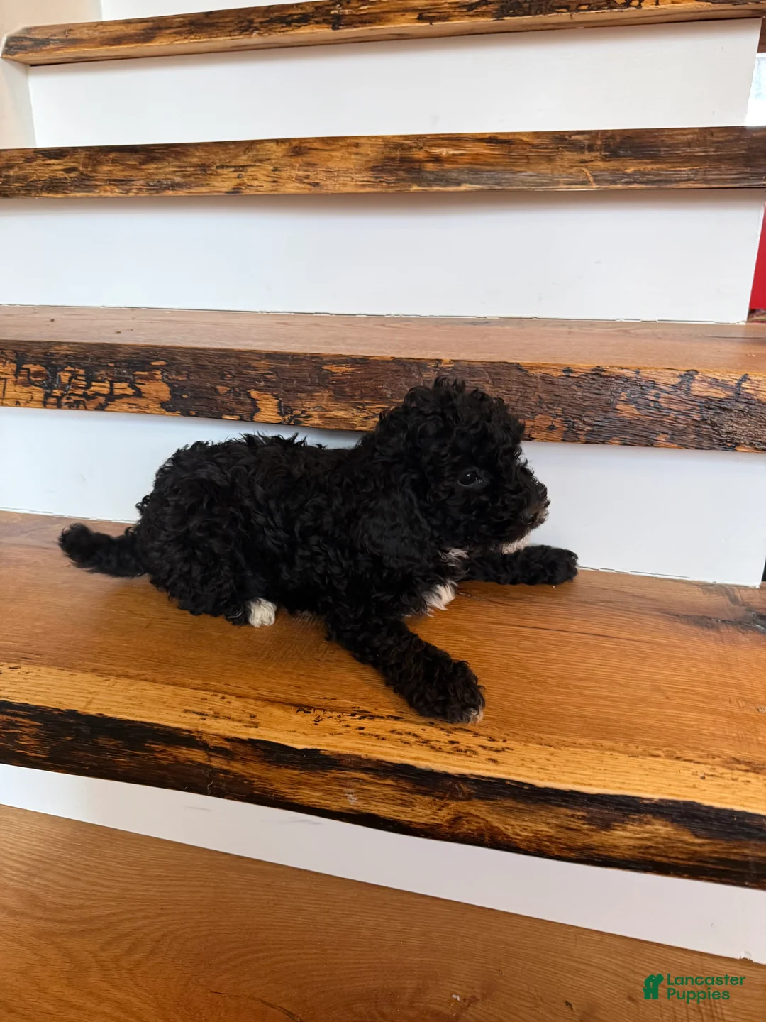 Cavapoo dogs for sale: Calvin - Ad 2