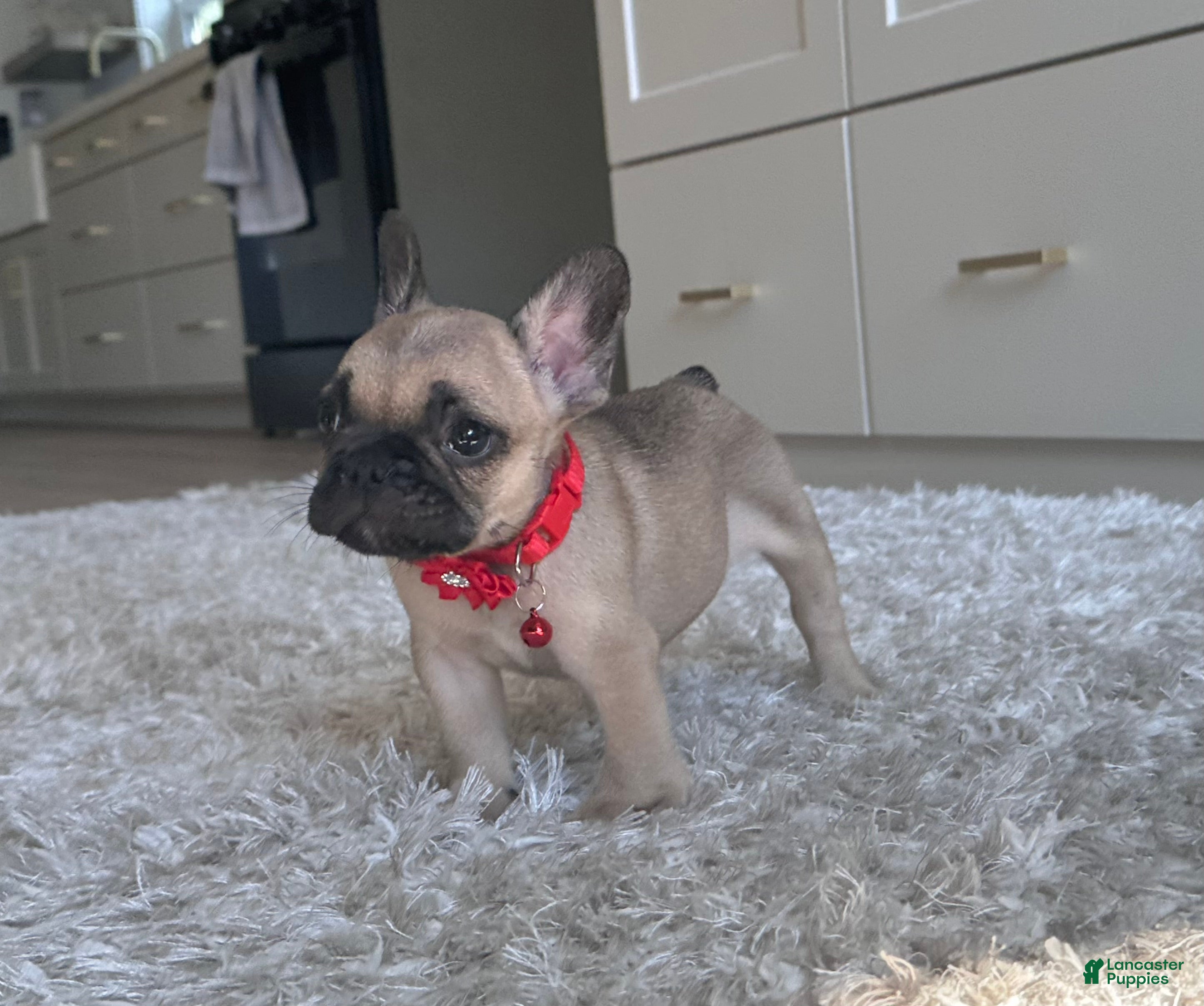 French Bulldog dogs Ricky - Ad 1